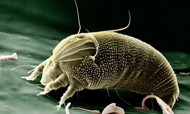 Jak obliczyć powiększenie lupy? Jak obliczyć powiększenie lupy?